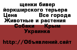 щенки бивер йоркширского терьера › Цена ­ 8 000 - Все города Животные и растения » Собаки   . Крым,Украинка